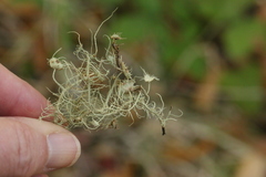 Usnea intermedia