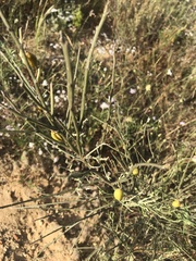 Raetam (Retama raetam)