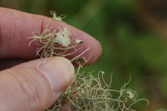 Usnea intermedia