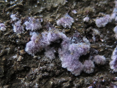 Hypochnella violacea