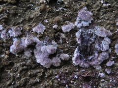 Hypochnella violacea
