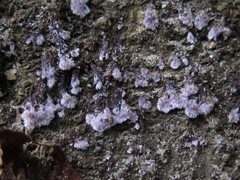 Hypochnella violacea
