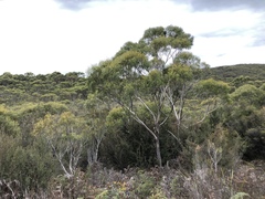 Eucalyptus nitida
