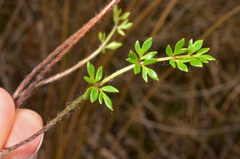 Ranunculus gracilipes