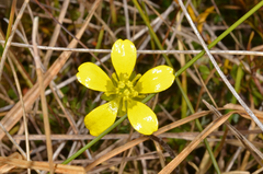 Ranunculus gracilipes