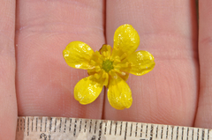 Ranunculus gracilipes
