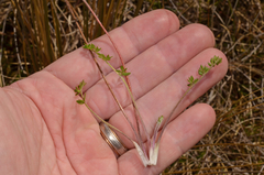 Ranunculus gracilipes
