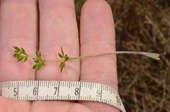 Ranunculus gracilipes