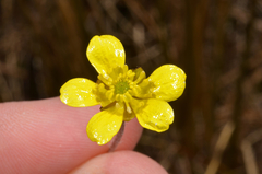 Ranunculus gracilipes