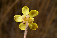 Ranunculus gracilipes