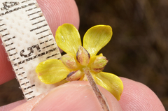 Ranunculus gracilipes