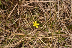 Ranunculus gracilipes