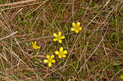 Ranunculus gracilipes