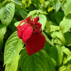 Mussaenda erythrophylla