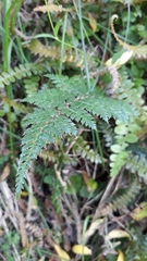 Polystichum vestitum