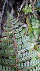 Polystichum vestitum