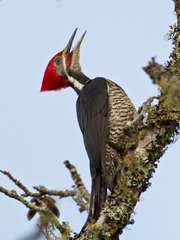 Lineated Woodpecker photo 4