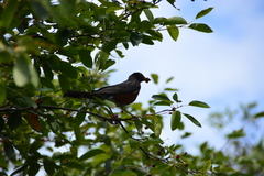 Turdus migratorius image