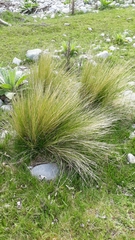Poa cita