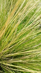 Poa cita