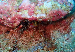 Dardanus sanguinocarpus