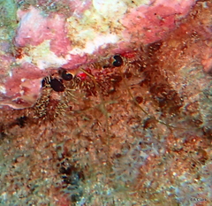 Dardanus sanguinocarpus