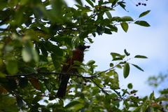 Turdus migratorius image