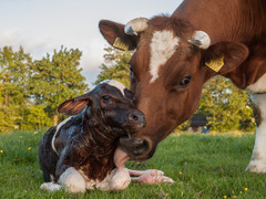 Domesticated Cattle photo 5