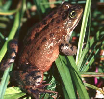 Oregon Spotted Frog
