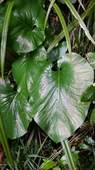 Cardiocrinum giganteum
