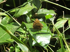Junonia chorimene
