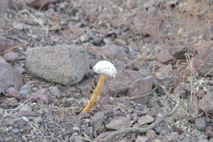 Battarreoides diguetii