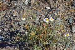 Nicolletia trifida