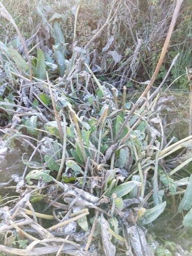 Image of Senecio smithii by no rights reserved