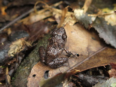 Craugastor pygmaeus