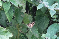 Junonia sophia sophia