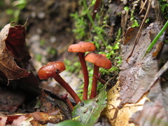 Lactarius strigosipes