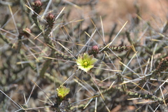 Cylindropuntia tesajo