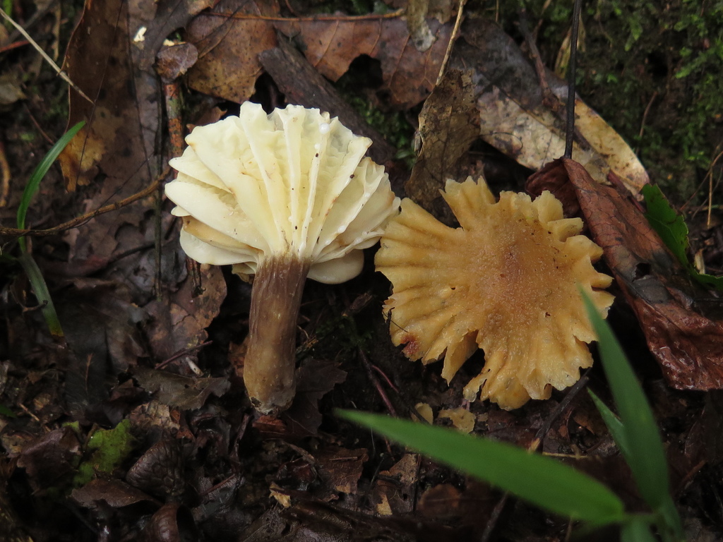 Lactifluus fuscomarginatus