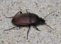 Chlaenius tomentosus