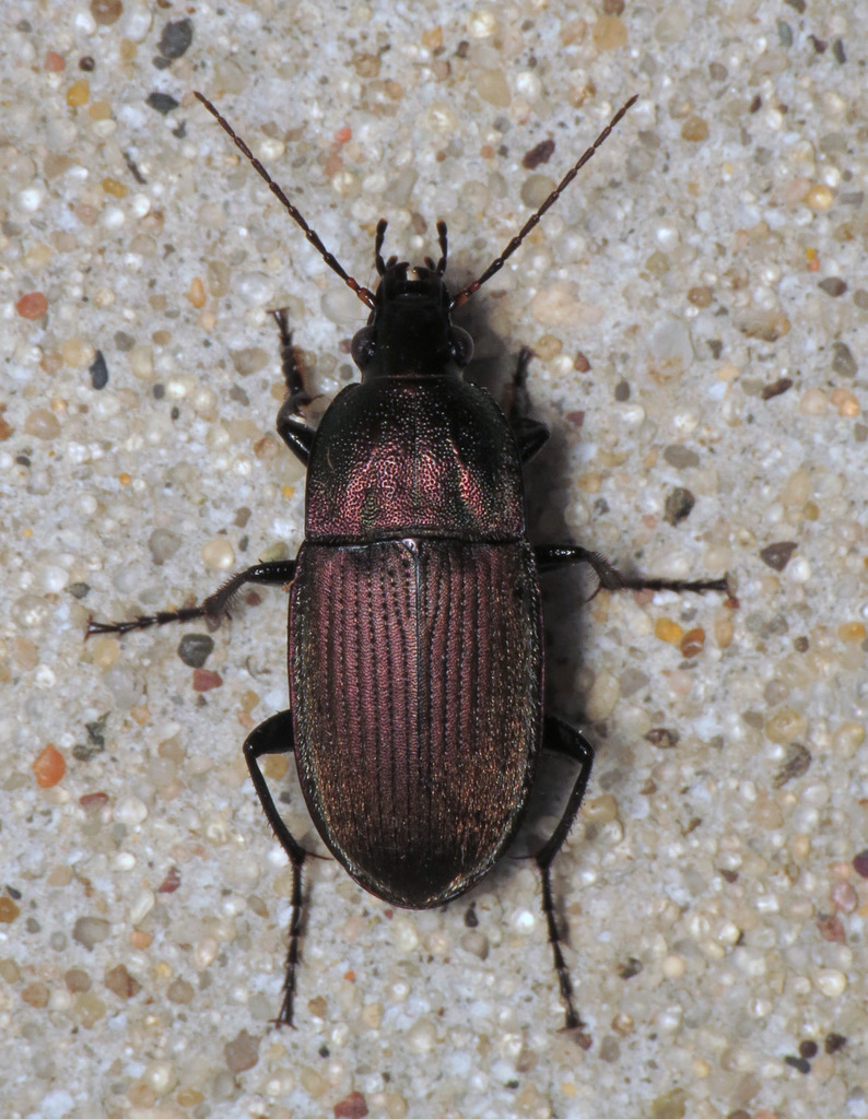 Eurydactylus