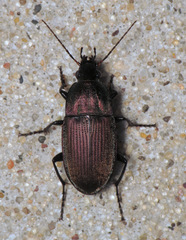 Chlaenius tomentosus