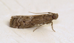 Oreana unicolorella