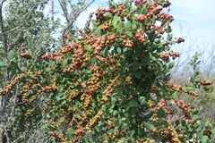 Stegnosperma halimifolium