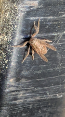 Danepteryx