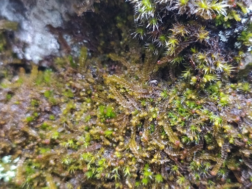 Hill Notchwort (Barbilophozia sudetica)
