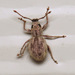 Oriental Broad-nosed Weevils - Photo (c) Nick Block, some rights reserved (CC BY), uploaded by Nick Block