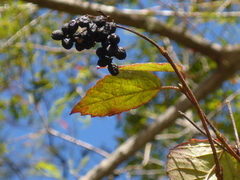 Viburnum scabrellum