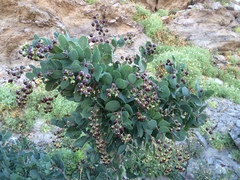 Stegnosperma halimifolium