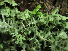 Cladonia ceratophylla